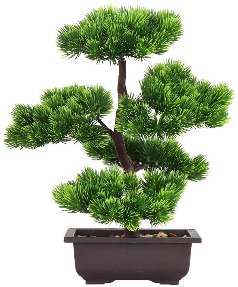 Japanese Garden Bonsai - نبات بونساي الصنوبر الياباني لتزيين المنزل،