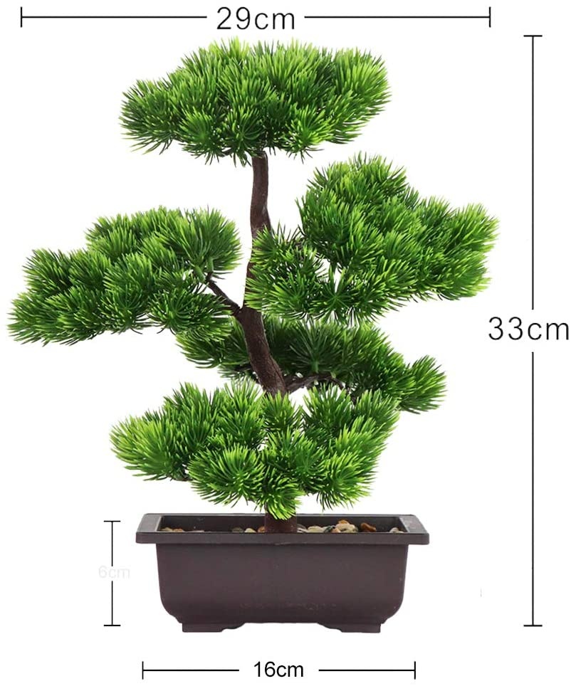 نبات بونساي الصنوبر الياباني ل - مراجعة Japanese Garden Bonsai وسعره