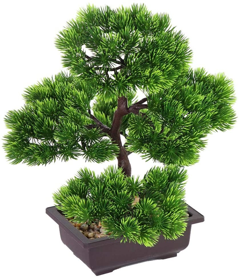 نبات بونساي الصنوبر الياباني ل - مراجعة Japanese Garden Bonsai وسعره