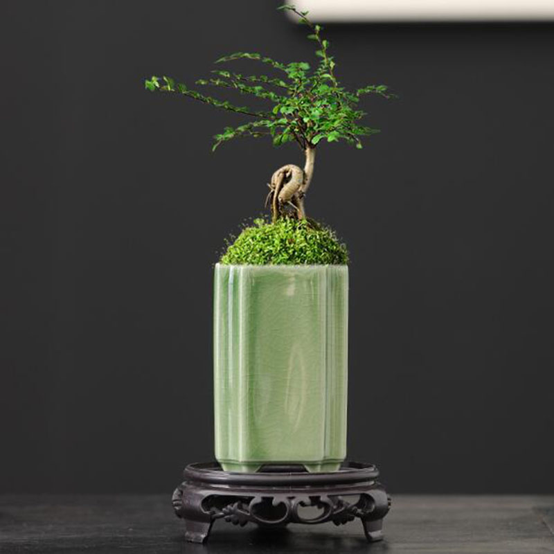 الخزف مربع سيلادون المزجج الأو - مراجعة Bonsai Garden Art وسعره