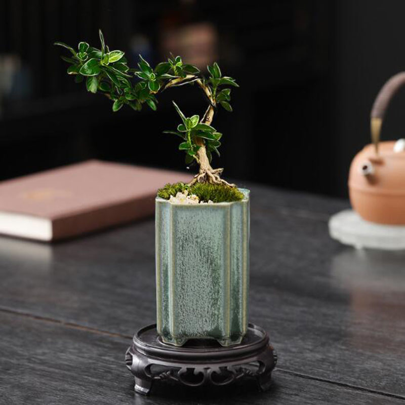 الخزف مربع سيلادون المزجج الأو - مراجعة Bonsai Garden Art وسعره