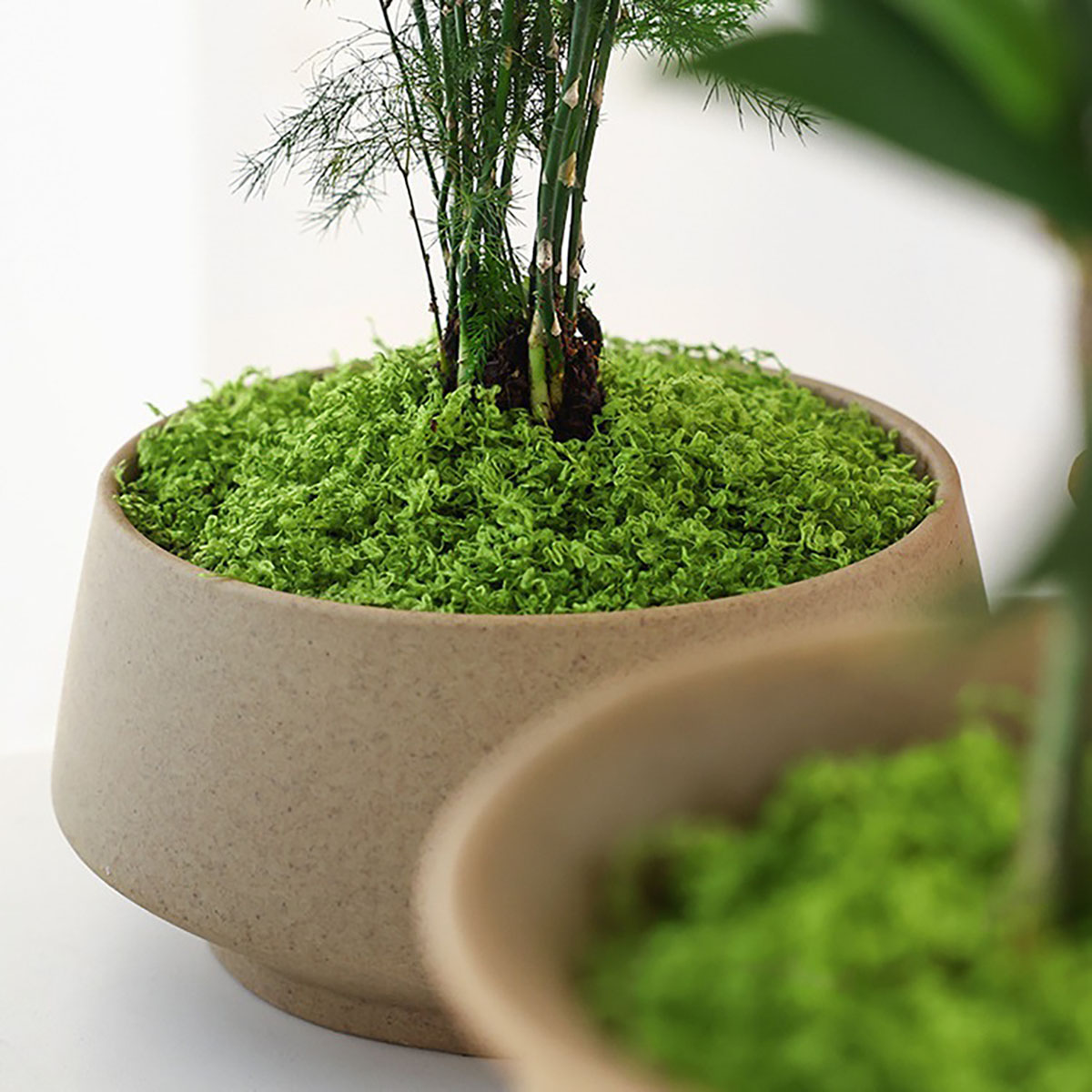 حوالي 20 جرام من النباتات الخض - مراجعة Bonsai Garden Decor وسعره