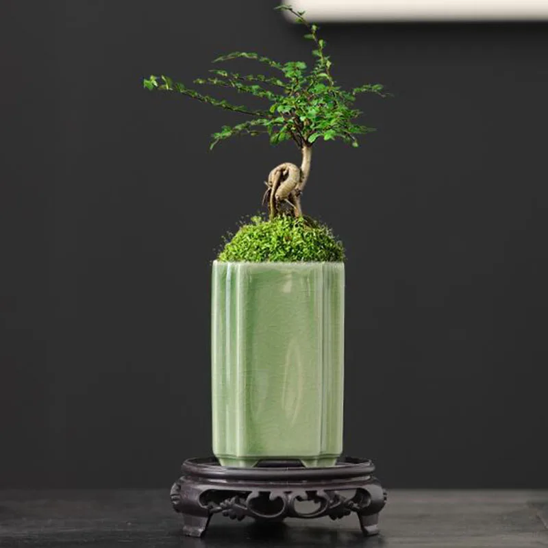 مزهرية بورسلين مربعة مزججة بلو - مراجعة Bonsai Garden Art وسعره
